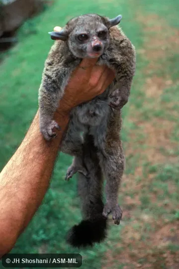 Otolemur crassicaudatus argentatus.  Front view of hand-held animal.  Also as Brown Greater Galago|Garnett's Greater Galago|Greater Bushbaby|Greater Galago|Large-eared Greater Galago|Thick-tailed Bushbaby.