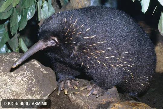 Also as Barton's Long-beaked Echidna.