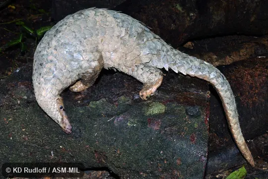 Also as Malayan Pangolin.