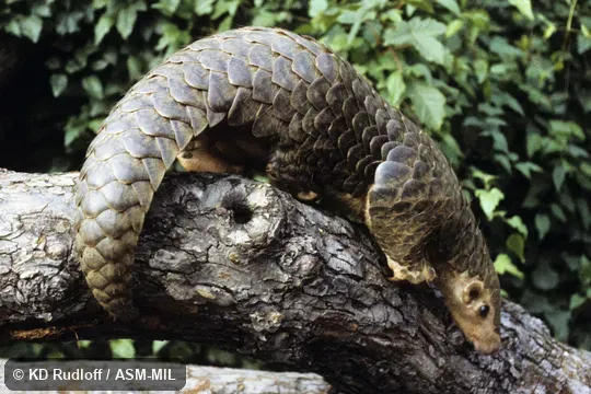 Manis pentadactyla aurita.  Also as Chinese Pangolin.