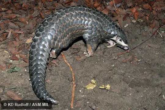 Manis pentadactyla pentadactyla.  Also as Chinese Pangolin.