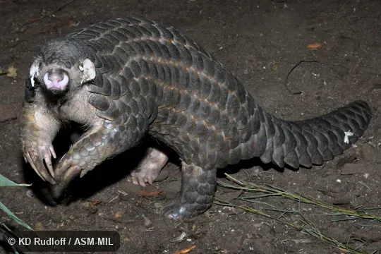 Manis pentadactyla pentadactyla.  Also as Chinese Pangolin.