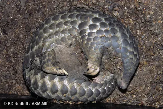 Manis pentadactyla pentadactyla.  Also as Chinese Pangolin.