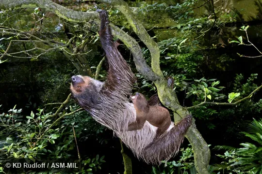 Female carrying infant on abdomen.  Formerly in Megalonychidae.  Also as Linné's Two-toed Sloth, Southern Two-toed Sloth.