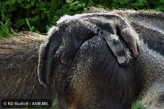 Close-up of infant on back of mother.  Also as Ant Bear, Great Anteater.