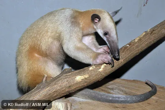 Tamandua tetradactyla nigra.  Also as Golden Anteater.