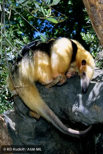 Tamandua tetradactyla straminea.  Also as Golden Anteater.