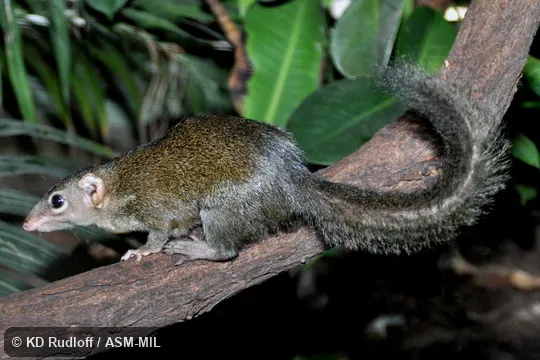 Also as Chinese Treeshrew.