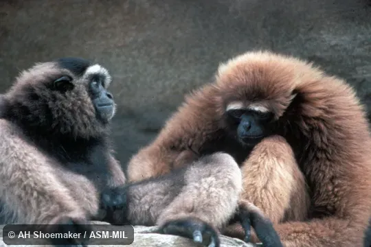 Adult female (brown coat), subadult male Hylobates muelleri, Southern Gray Gibbon (gray coat).  Also as Dark-handed Gibbon.