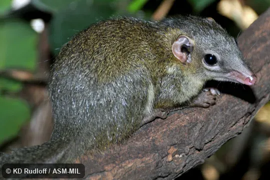 Also as Chinese Treeshrew.
