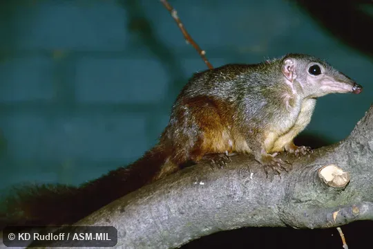 Individual of 1000558
