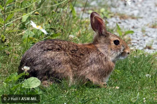 Also as Allegheny Cottontail|Wood Rabbit.