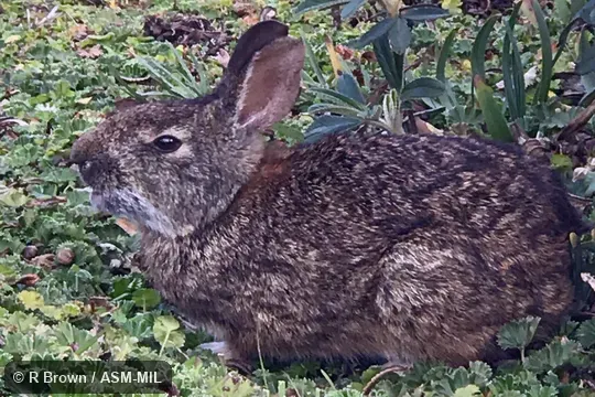 Identified by Luis Ruedas.  Formerly Sylvilagus brasiliensis andinus, Tapeti.