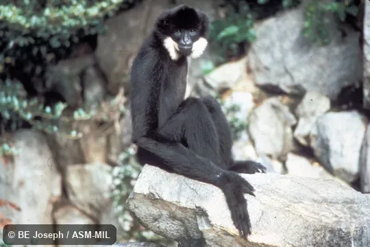 Side view of sitting adult.  Also as Northern White-cheeked Gibbon|White-cheeked Gibbon.