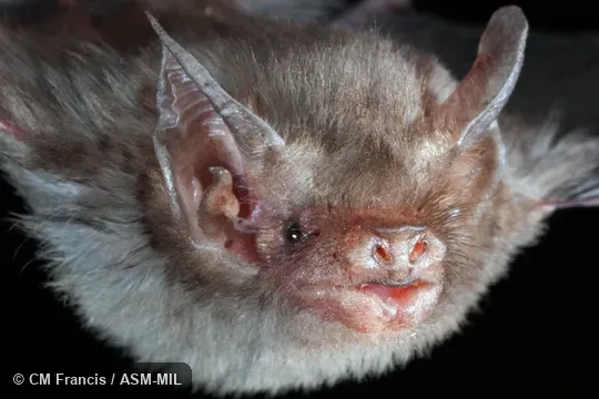 Also as Bumblebee Bat, Hog-nosed Bat, Kitti's Bat.