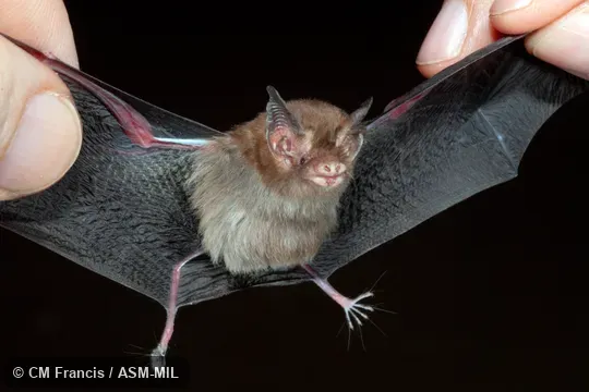 Also as Bumblebee Bat, Hog-nosed Bat, Kitti's Bat.