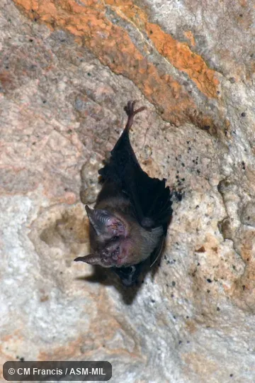 Also as Bumblebee Bat, Hog-nosed Bat, Kitti's Bat.