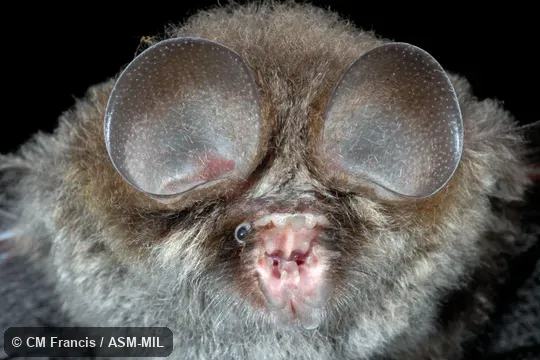 Coelops frithii inflatus.  Also as East Asian Tailless Leaf-nosed Bat, Tailless Leaf-nosed Bat.