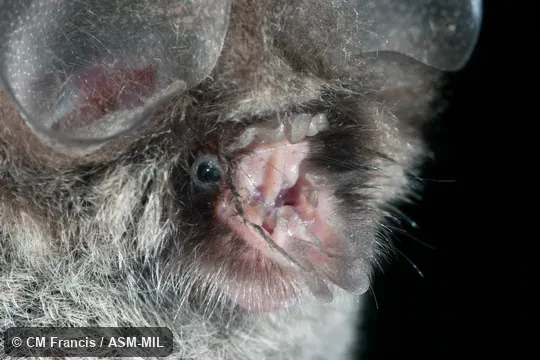 Coelops frithii inflatus.  Also as East Asian Tailless Leaf-nosed Bat, Tailless Leaf-nosed Bat.