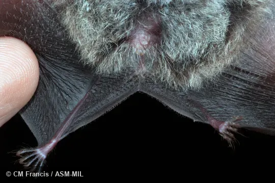 Venter of uropatagium.  Also as East Asian Tailless Leaf-nosed Bat, Tailless Leaf-nosed Bat.