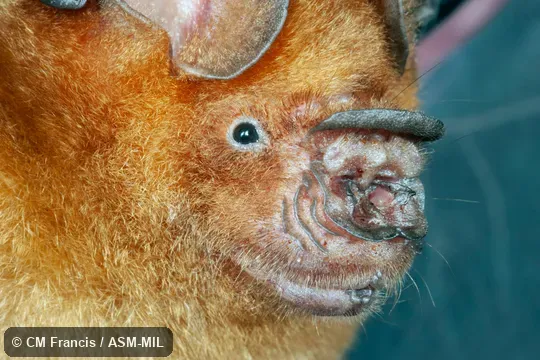 Ammonia-bleached fur.  Close-up of face.  Formerly Hipposideros turpis alongensis.  Also as Halong Bay Leaf-nosed Bat · Ha Long Leaf-nosed Bat.