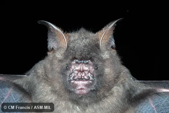 Hipposideros armiger armiger.  Also as Great Leaf-nosed Bat · Great Roundleaf Bat · Great Himalayan Leaf-nosed Bat.