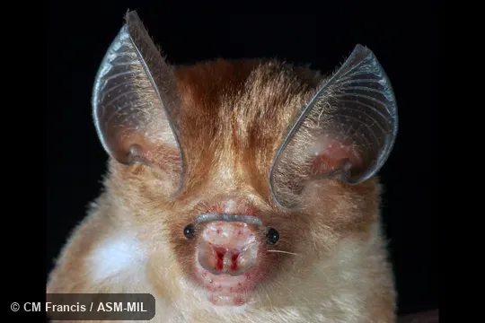 Also as Ashy Leaf-nosed Bat · Ashy Roundleaf Bat · Least Leaf-nosed Bat.