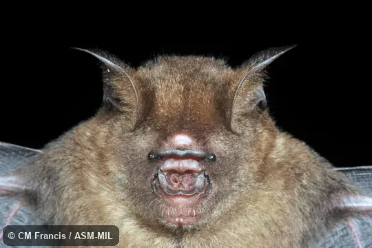 Also as Intermediate Leaf-nosed Bat · Horsfield's Leaf-nosed Bat.