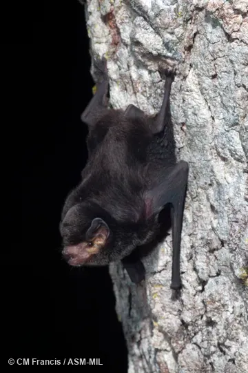 Also as Little Bent-winged Bat.  Formerly in Vespertilionidae.