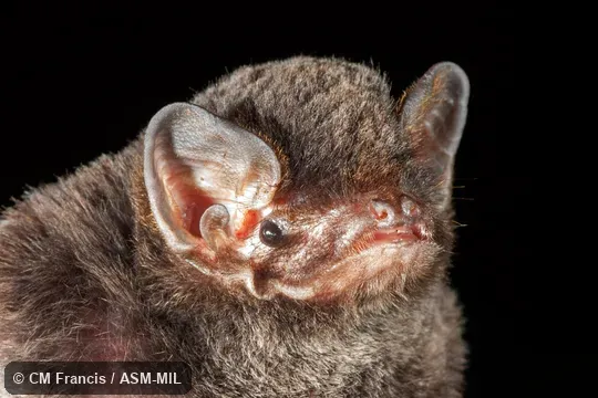 Also as Large Bent-winged Bat, Western Bent-winged Bat, Western Long-fingered Bat.  Formerly in Vespertilionidae.