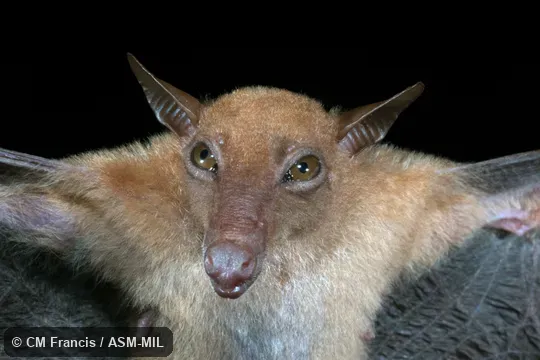 Also as Greater Long-nosed Blossom Bat|Greater Long-nosed Fruit Bat|Greater Long-tongued Fruit Bat|Greater Nectar Bat|Hill Long-tongued Blossom Bat|Hill Long-tongued Fruit Bat