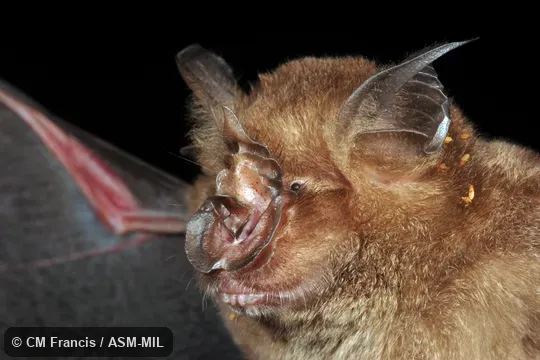 Rhinolophus affinis nesites.