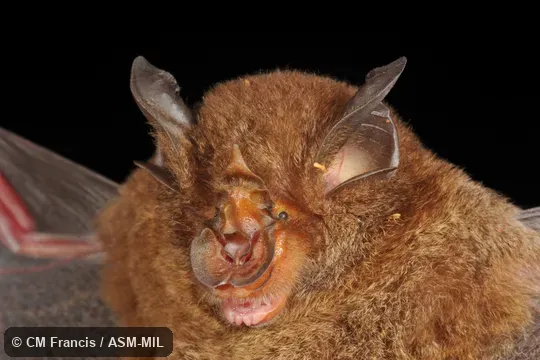 Moderate ammonia-bleached fur.  Rhinolophus borneensis borneensis.