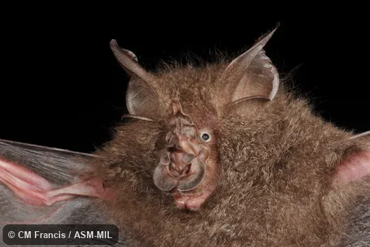 Formerly Rhinolophus luctus foetidus, Great Woolly Horseshoe Bat.
