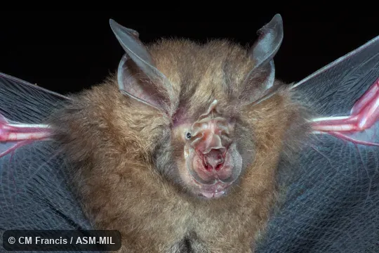 Also as Thai Horseshoe Bat.