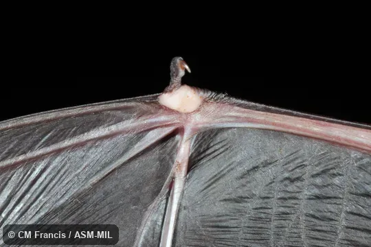 Venter of right carpus