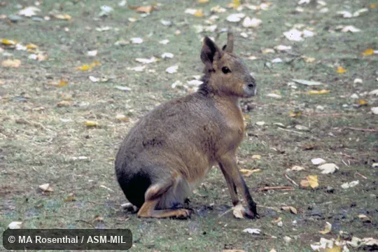 Side view.  Also as Mara|Patagonian Cavy|Patagonian Hare.