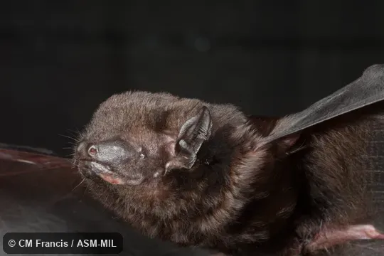 Also as Tomes's False Serotine.