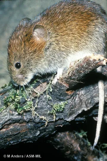 Side view.  Formerly Myodes glareolus.