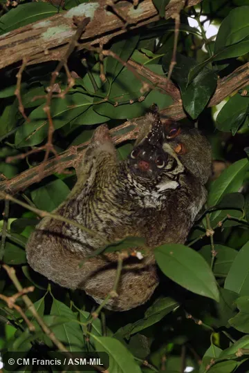 Adult female holding offspring.  Also as Sunda Flying Lemur