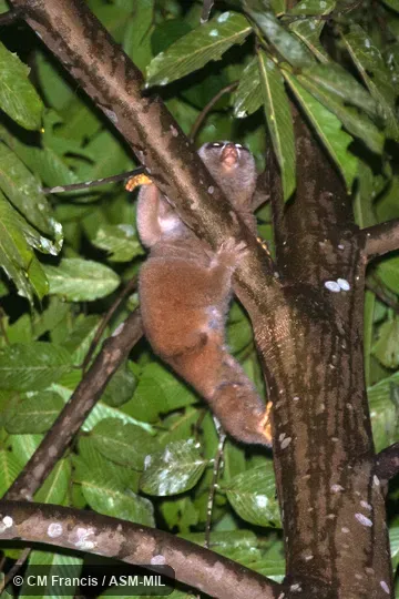 Nycticebus menagensis menagensis.  Formerly as Nycticebus coucang menagensis.