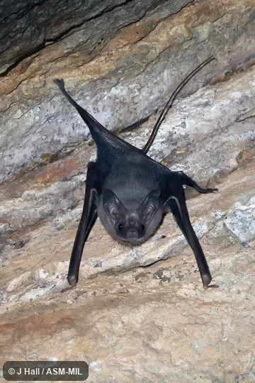 Rhinopoma cystops cystops.  Also as Afro-Arabian Mouse-tailed Bat · Egyptian Mouse-tailed Bat.