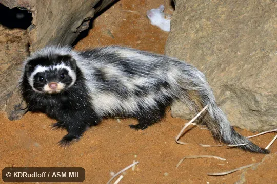 Poecilictis libyca libyca.  Formerly Ictonyx libyca libyca.