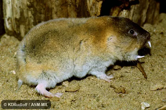 Formerly Ellobius fuscocapillus.  Also as Afghan Mole Vole|Quetta Mole Vol.