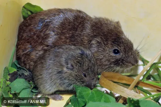 Lasiopodomys mandarinus vinogradovi.  Also as Chinese Vole.