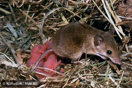 May not be specifically distinct from Mus haussa.