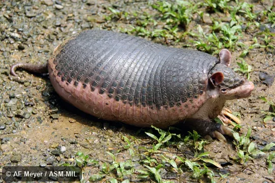 Also as Southern Naked-tailed Armadillo.
