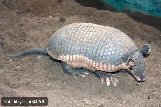 Also as Southern Naked-tailed Armadillo.