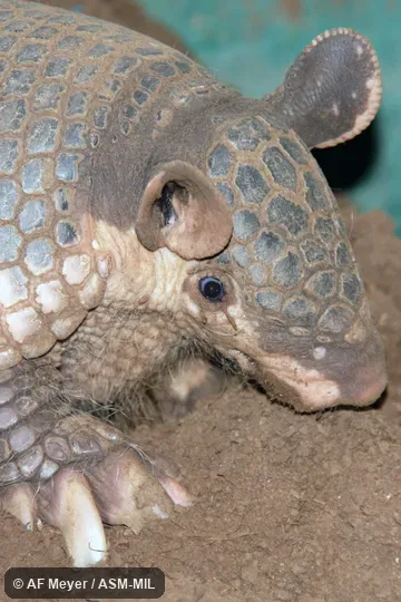 Also as Southern Naked-tailed Armadillo.