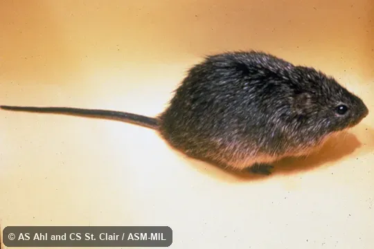 Dorso-lateral view of captive.